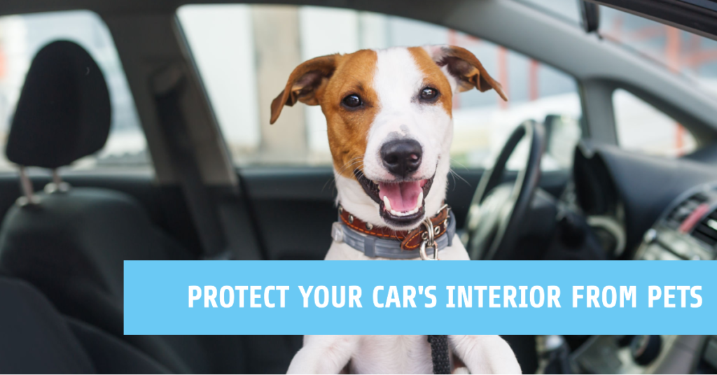 protect your car's interior from pets